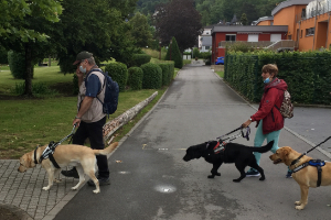 Marche avec les chiens d'aveugle