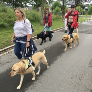 Marche avec les chiens d'aveugle