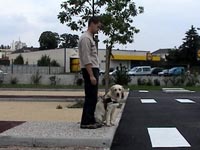 Bildbeschreibung: Trainer und Hund ben den Zebrastreifen