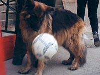 Description d'image: A ct de son matre Roland Welter la chienne de berger Orfee observe un ballon de football.