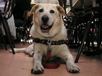 Bildbeschreibung: Blindenfhrhund Xirius zeigt sich zufrieden
