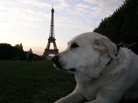 Bildbeschreibung: Das Ziel ist erreicht. Fhrhund Laos erholt sich vor dem Eiffelturm.