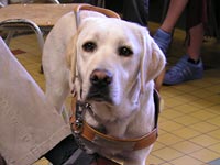 Photo: La premire entre en scne du chien guide Tornade.