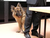 Photo: La chienne guide Orfee observe le public pendant l'allocution de son matre