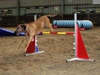 Foto: Hund beim berspringen eines Hindernisses