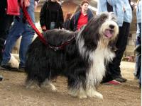 Foto: ein Hundezuschauer