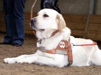 Photo: Le chien guide Urak reste tranquille