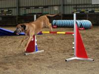 Photo: Un chien franchit un obstacle