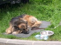 Photo: La chienne guide Orfe garde le contrle en dormant