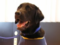 Foto: Ein schwarzer Labrador, der seine Ausbildung fast abgeschlossen hat