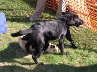 Photo: Les chiot apprennent en jouant les premires leons