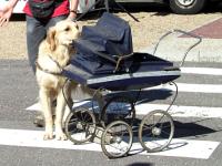 Photo: Aussi un obstacle comme une poussette doit tre travaill