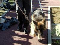 Photo: Roland Welter et sa chienne guide Orfe participent  la prsentation