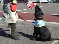 Photo: Un enfant donne une croquette  un chien d'une famille d'accueil