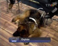 Foto: Führhündin Orfee nimmt den Fernsehrummel gelassen