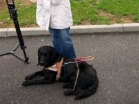 Foto: Ein Fhrhund freundet sich mit einer Schlerin an.