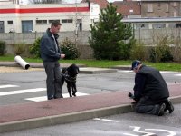 Photo: Le cameraman doit se mettre sur le sol pour bien pouvoir filmer le chien