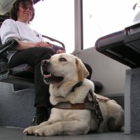 Photo: Est-ce qu'on est bien assis dans le nouveau bus?