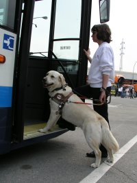 Photo: Voici un chien guide en signalant l'entrée du bus