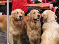 Foto: Hunde so weit das Auge reicht.