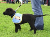 Foto: Ein schwarzer Labradorwelpe stehend