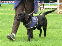 Foto: Ein Hund der schon fast fertig fr die Ausbildung ist