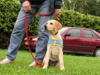 Photo: Un chiot sable assis