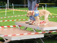 Photo: L'escalier est trs grand pour le petit chiot