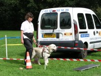 Photo: Le chien guide d'aveugle Urak contourne une voiture