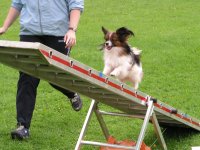 Foto: Auch die kleinsten Hunde drfen teilnehmen.