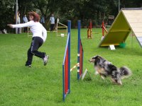 Foto: Die Hunde mssen von Ihren Besitzern beim Laufen gefhrt werden.