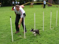 Photo: Un chien slalom entre les piquets le plus rapidemment possible