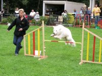 Photo: Les chiens doivent sauter par-dessus des obstacles