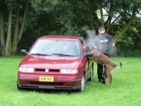 Foto: Eine verfolgte Person schiesst aus dem Wagen. Der Hund springt durch das Fenster in den Wagen.