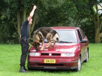 Foto: Zur Not wird ohne Rcksicht auf den Lack auch auf der Motorhaube weiter gesucht.