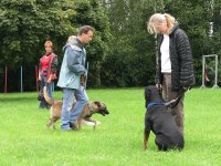 Foto: Ein Hund wird zwischen anderen Hunden gefhrt. Dabei darf er sich nicht von den anderen Hunden ablenken lassen.