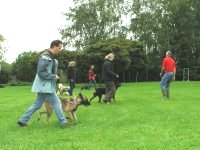 Photo: Dans l'cole canine les chiens apprennent  marcher 'au Pied'.