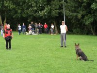 Photo: Lors de lexercice "assis pendant la marche", le chien attend patiemment le retour du meneur de chien.