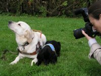 Photo: Le chien guide Urak ne veut pas regarder vers la photographe.