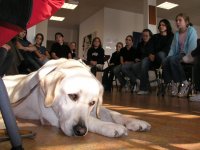 Foto: Fhrhund Urak fhlt sich in der Gruppe wohl.