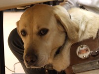 Photo: Le chien guide Urak coute sous la table