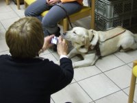 Foto: Fhrhund Urak lsst sich immer wieder geduldig fotografieren