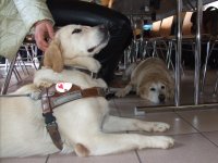 Photo: Les chiens guides Urak et Xryus sont dtendus sous la table