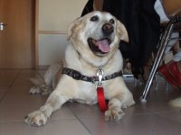 Foto: Fhrhund Xryus freut sich ber die grosszgige Spende