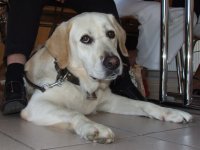 Photo: Le chien guide Urak est couch sous la table.