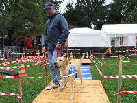 Photo: Une famille d'accueil montre les premiers exercices avec leur chiot.