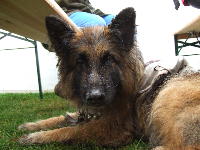 Photo: La chienne guide Orfe doit attendre sous la pluie.