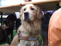 Photo: La chienne guide Vicky observe les autres chiens.