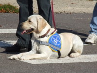 Foto: Ein junger Hund wartet geduldig auf seine Vorfhrung.