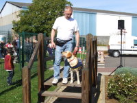 Foto: Ein Hund in der Ausbildung zeigt, wie man eine Treppe berwindet.